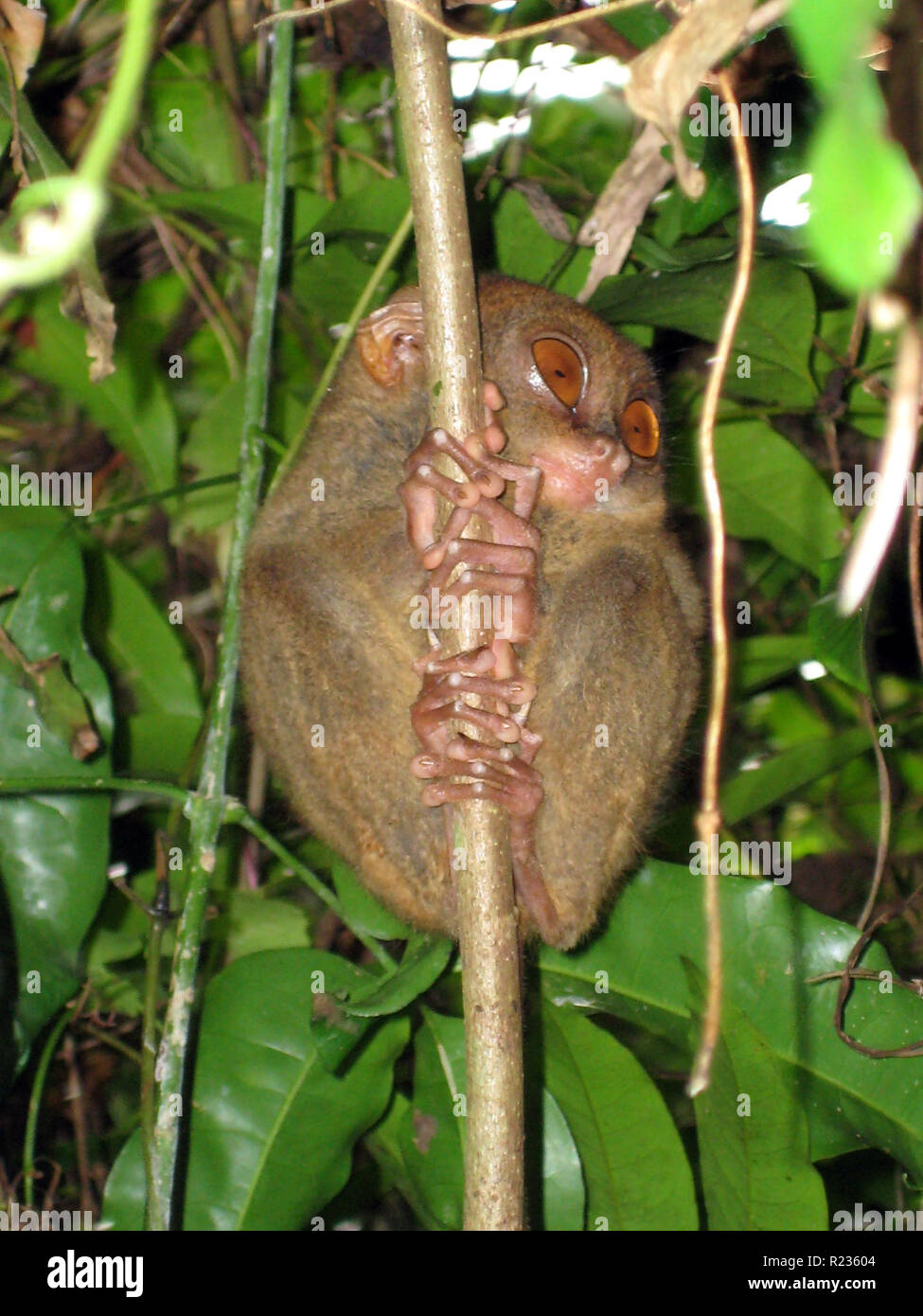 Philippine tarsier (Tarsius syrichta), world's smallest monkey, one of the smallest known primates, Bohol, Philippines Stock Photo
