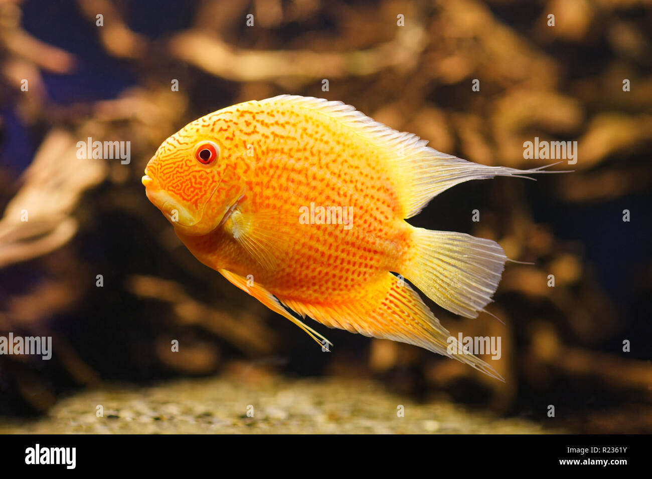 Aquarium fish Cichlasoma severum in aquatic plants. Stock Photo