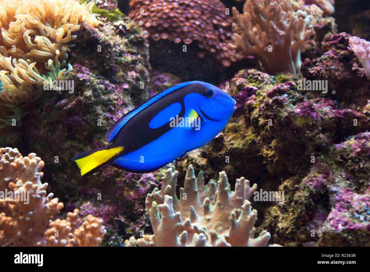 Blue surgeonfish, Paracanthurus hepatus also known as the blue tang. Wild life animal. Stock Photo
