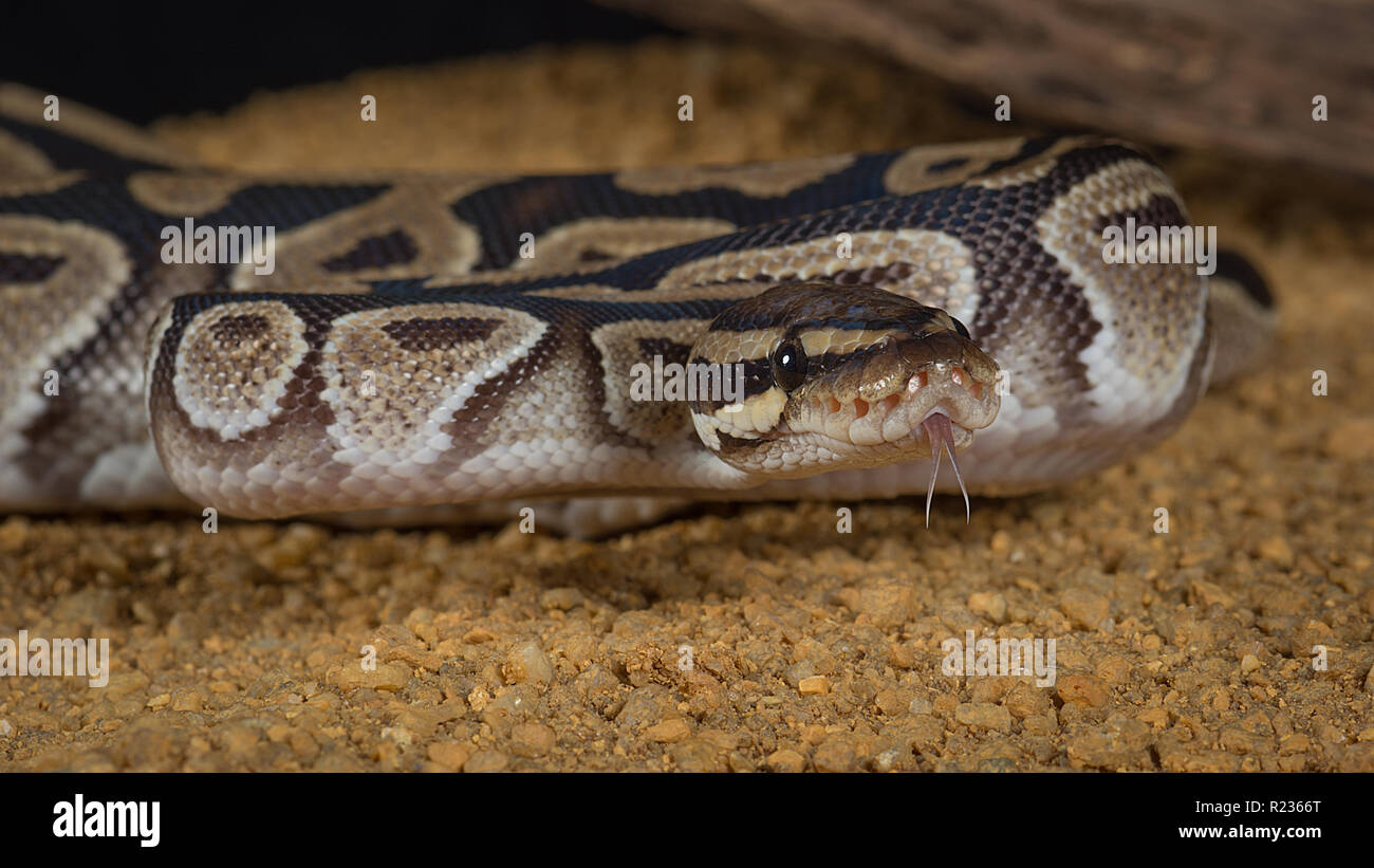 A very close photograph of a royal pyton with its forked tongue protruding - it is taken from a low angle and the snake is facing forward Stock Photo