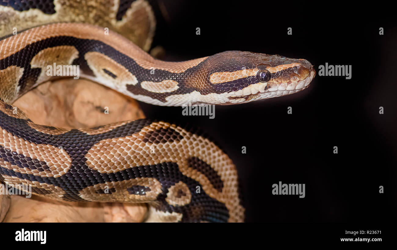 A close up of a royal python Python regius. It is a profile portrait and the head is staring to the right into plain black background Stock Photo