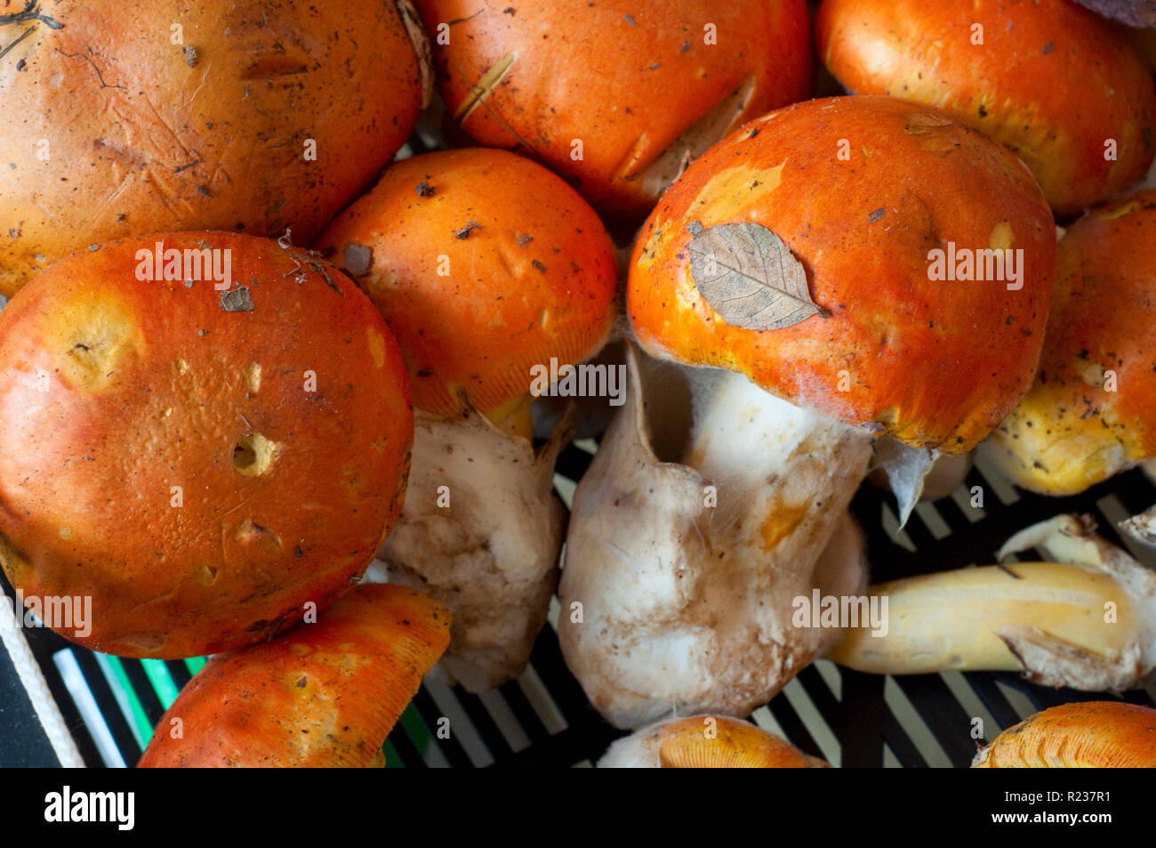 Italy, Mushroom, Market, Young Amanita Caesars Stock Photo