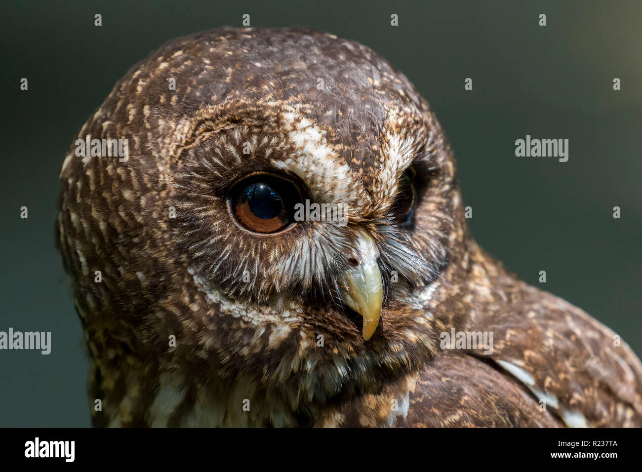 Head and shoulders portraits hi-res stock photography and images - Alamy
