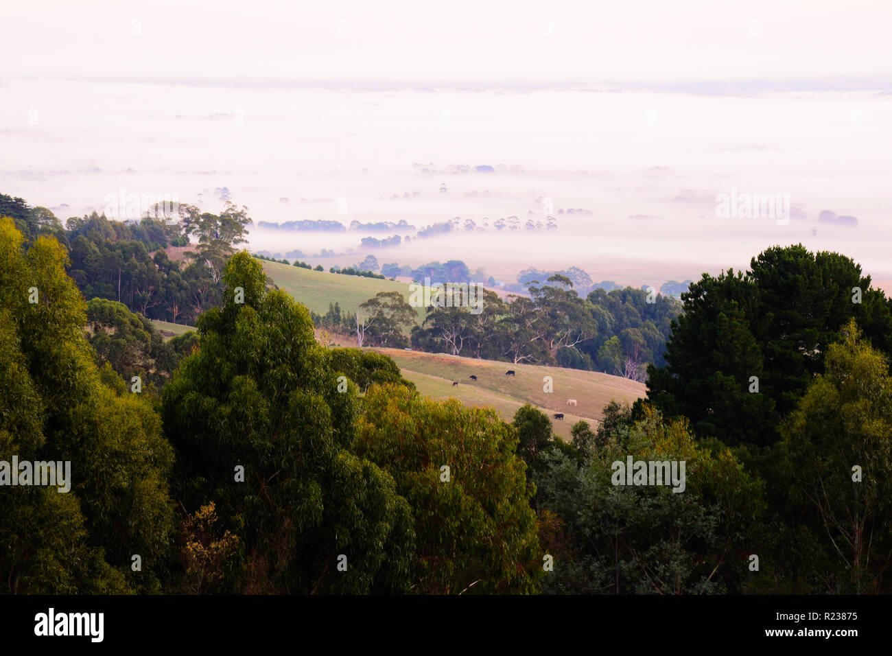 Yarragon hires stock photography and images Alamy