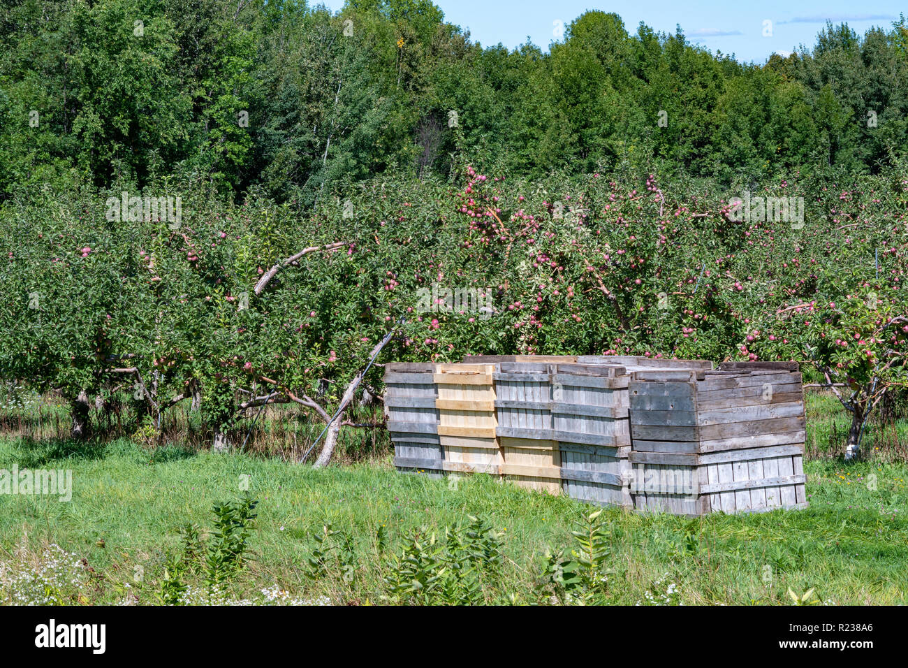 Wooden boxes for transporting apples from an orchard Stock Photo Alamy