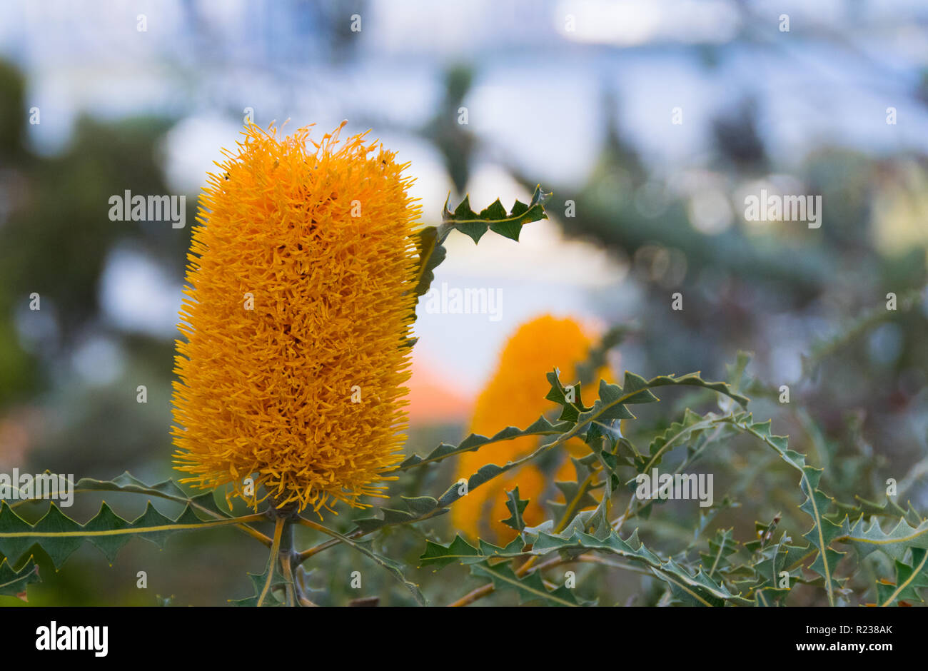 Banksia flower, Kings Park and Botanic Garden, Perth, Western Australia Stock Photo