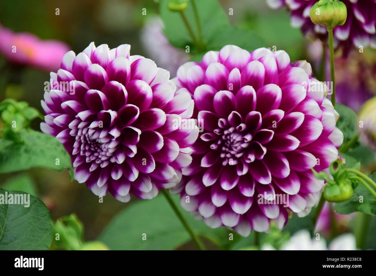 Two purple and white dahlia flowers Stock Photo