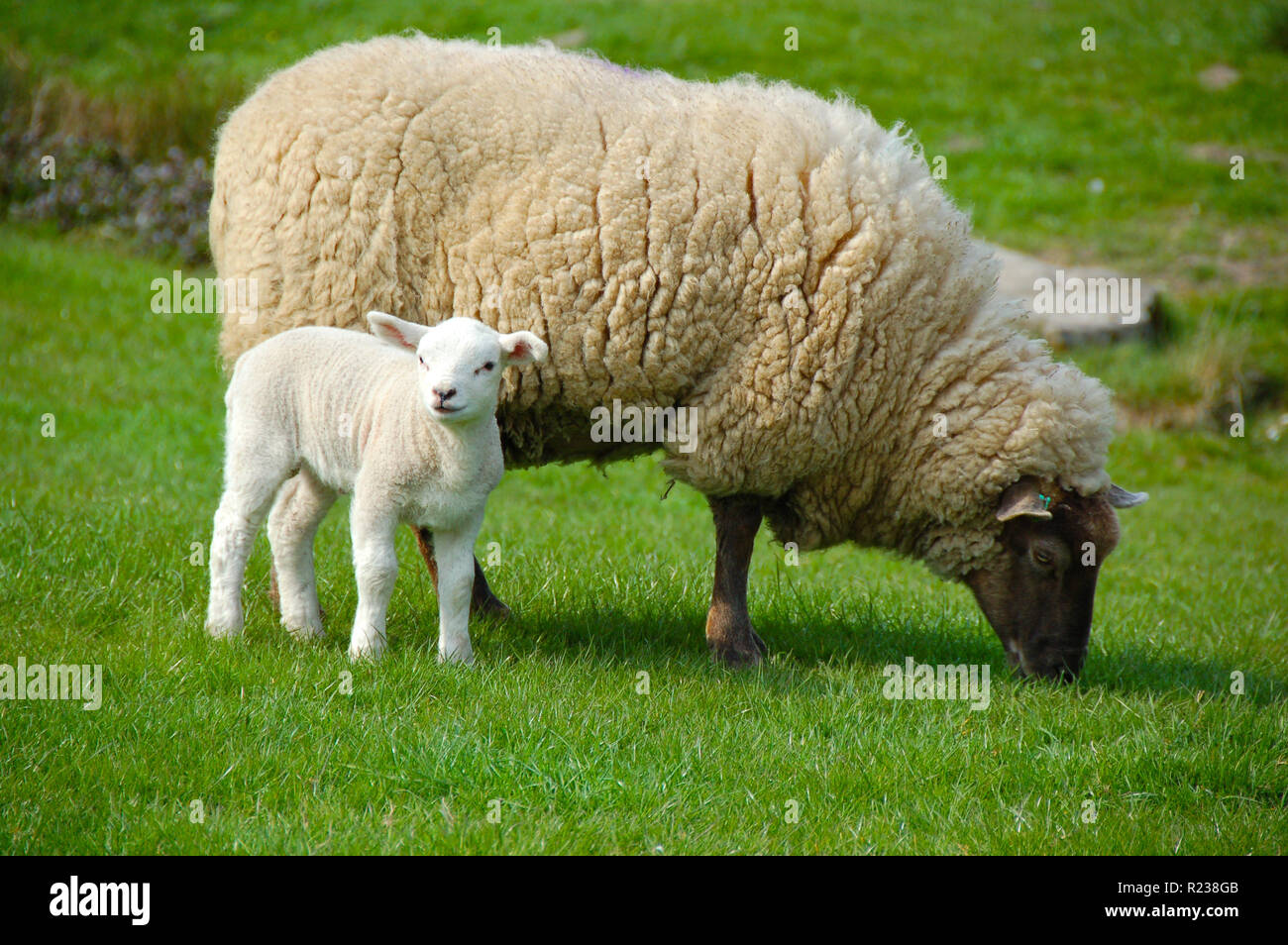 Sheep and baby lamb grazing in green field Stock Photo