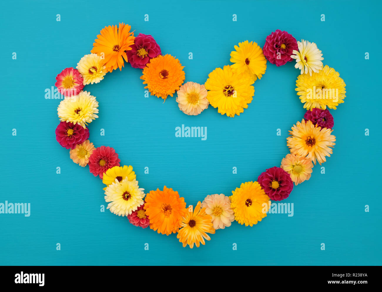 Hollow heart shape of dahlias and calendulas on a teal-coloured wooden background with copy space Stock Photo