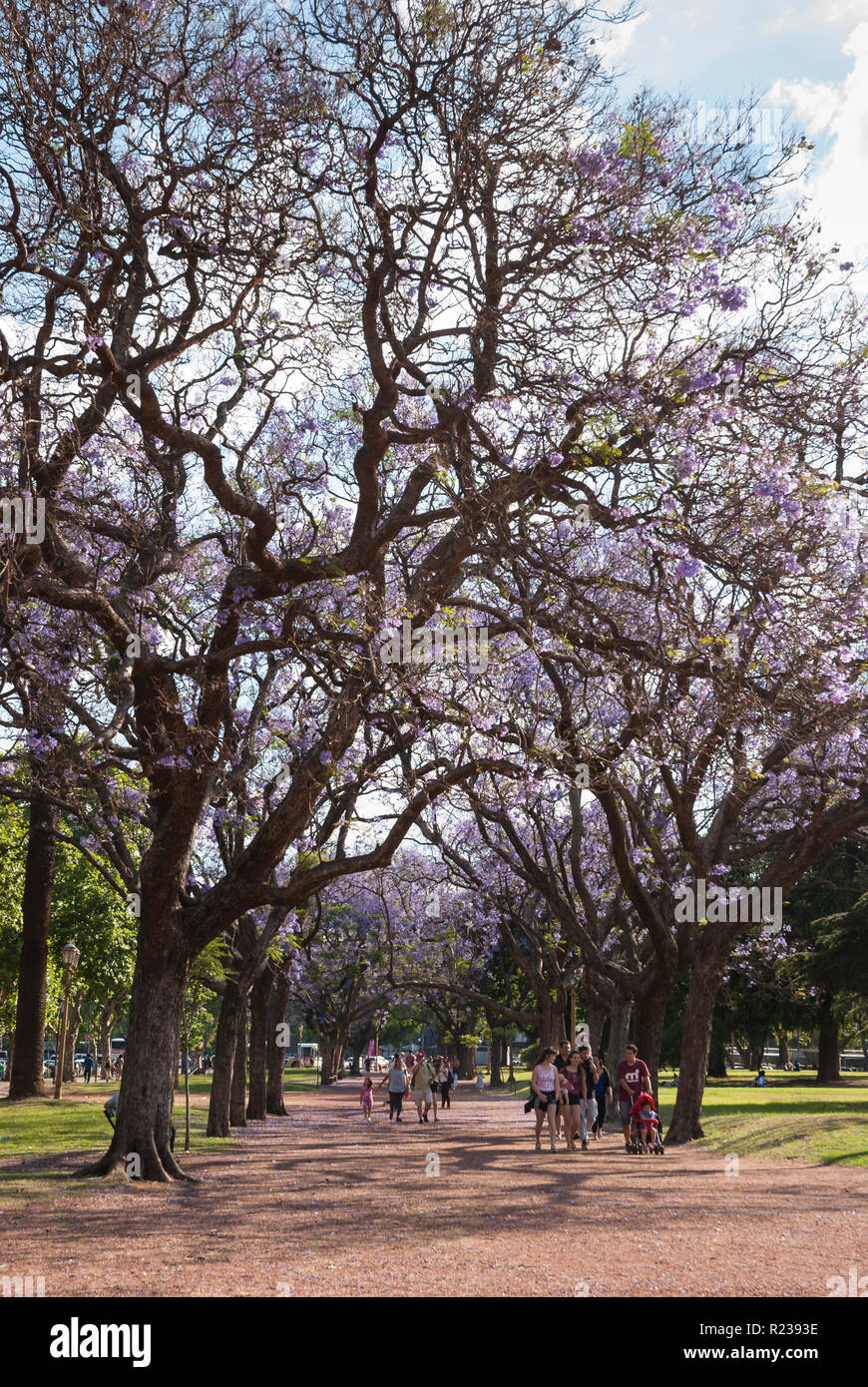 Buenos Aires, Argentina, during springtime. People walking under jacaranda trees, Bosques de Palermo Stock Photo