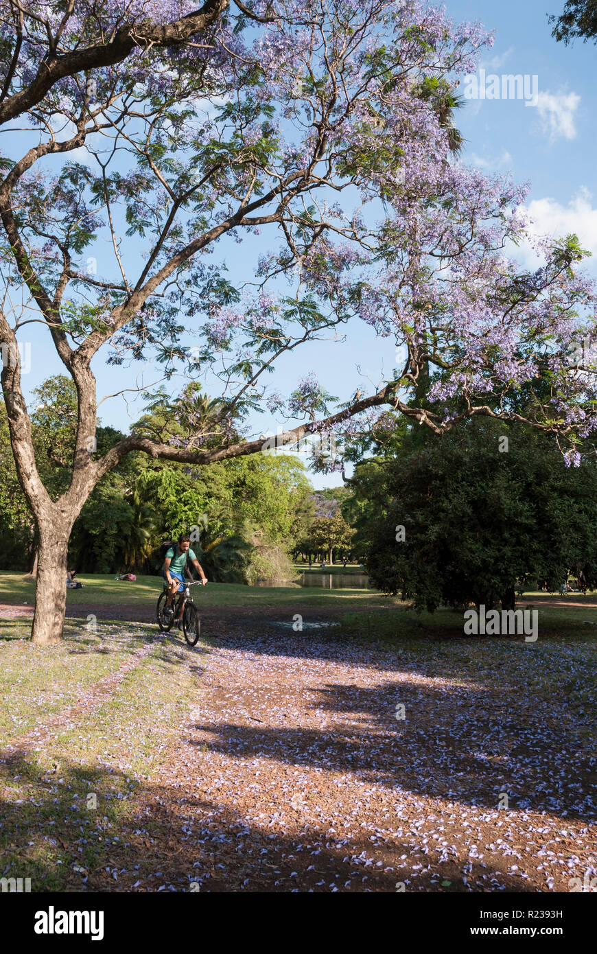 Buenos Aires, Argentina, during springtime. A man cycling at Parque 3 de Febrero in Palermo under Jacaranda trees (jacaranda mimosifolia). Stock Photo