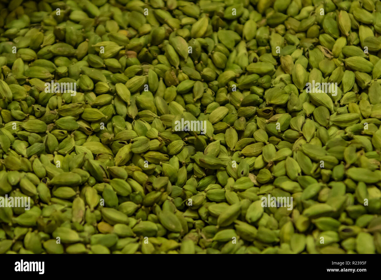 Naturally Green Cardamom Pods at Factory in Thekkady, Kerala, India