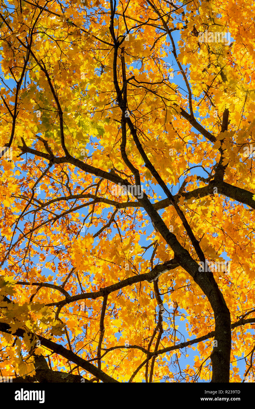 Yellow Autumn Leaves MapleTree, Pennsylvania, USA Stock Photo