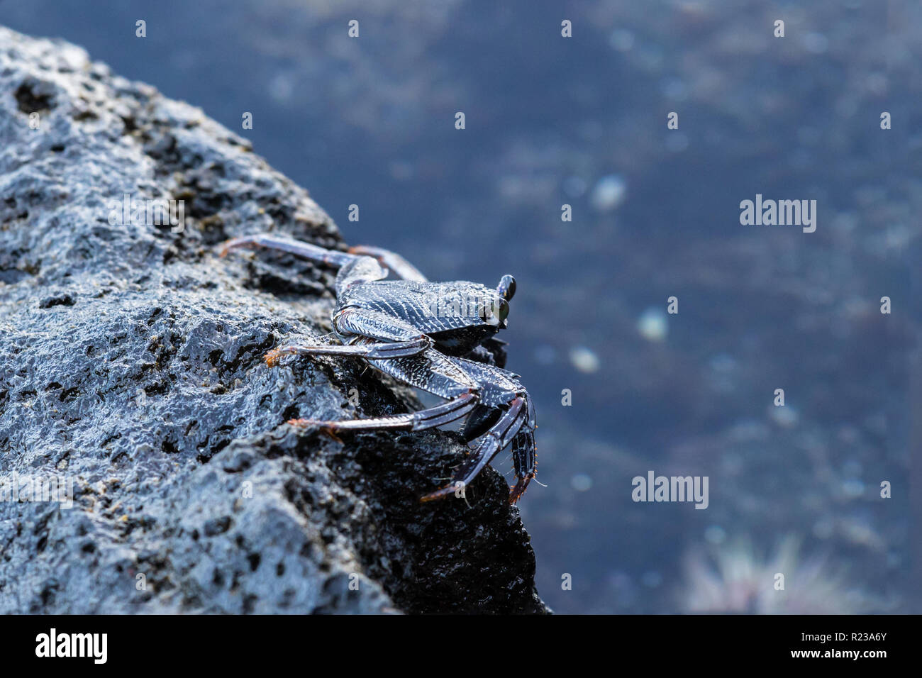 Closeup of crab standing on volcanic rock in Kona, Hawaii. Eyes extended; tidal pool with anemone is in the background. Stock Photo