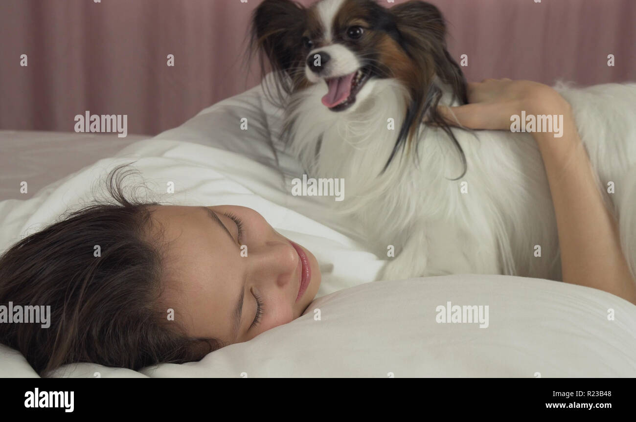 Papillon dog wakes teen girl in the bed Stock Photo