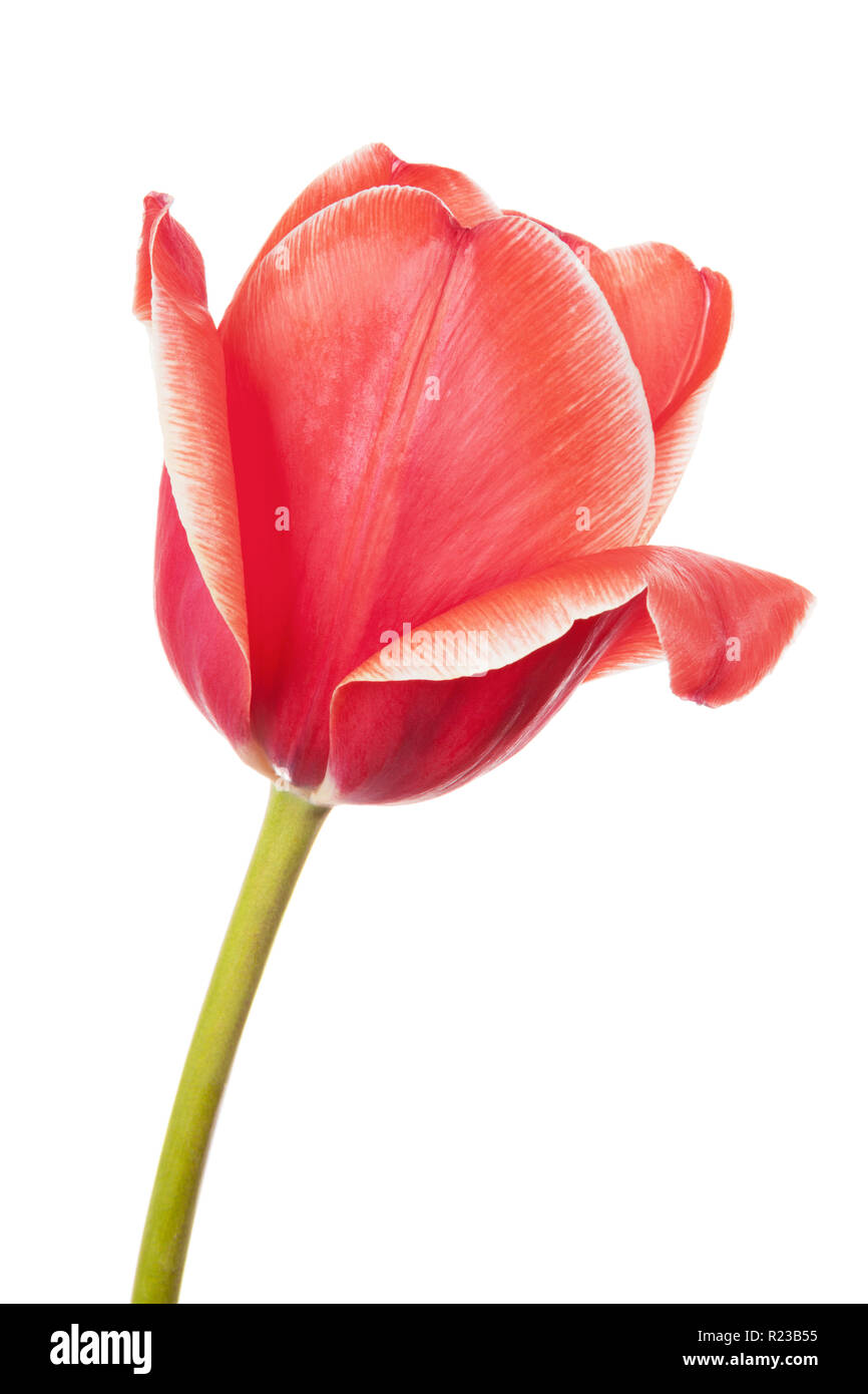 Single pink tulip flower isolated on a white background Stock Photo - Alamy