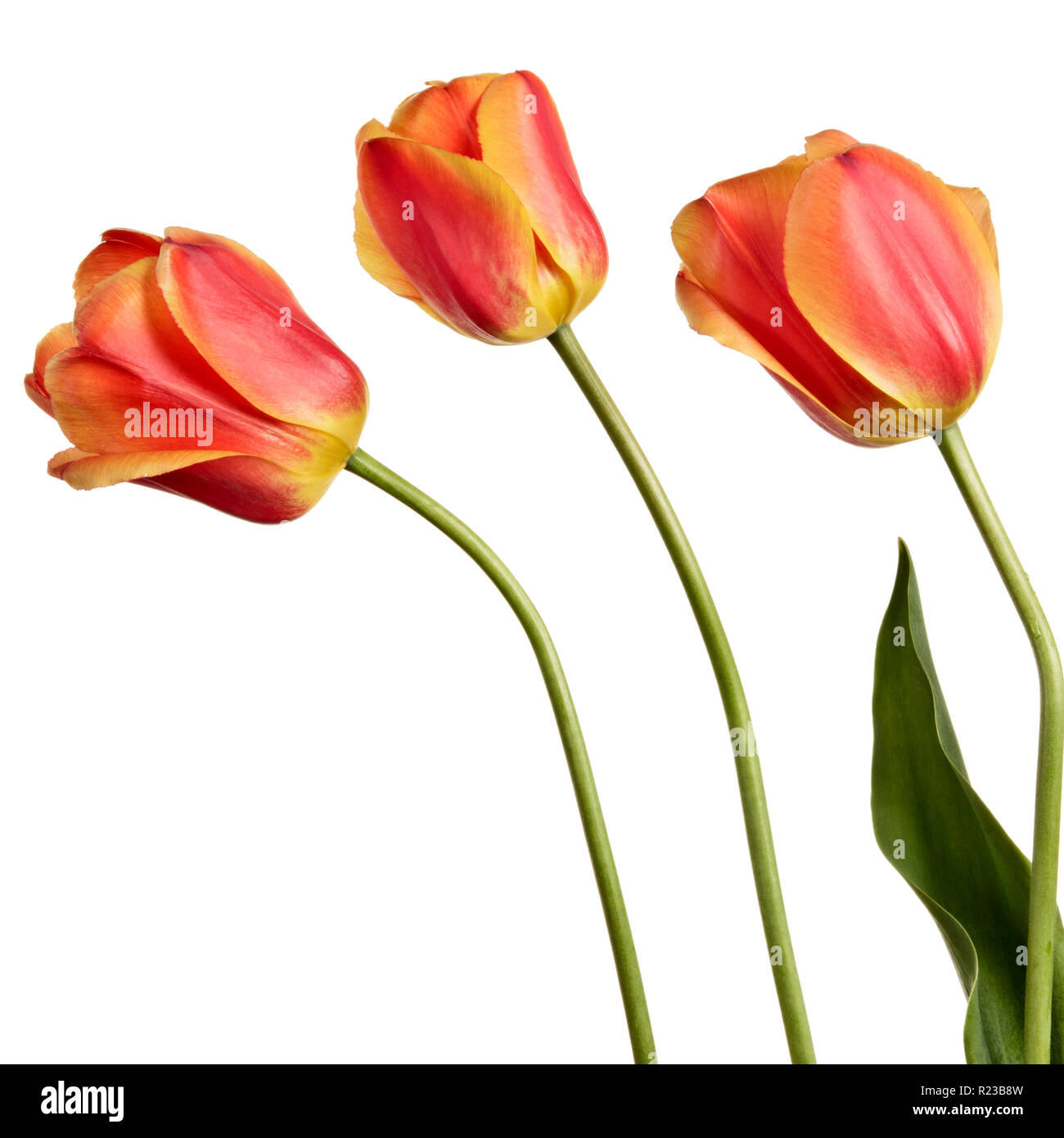 Isolated tulips on a white background Stock Photo - Alamy