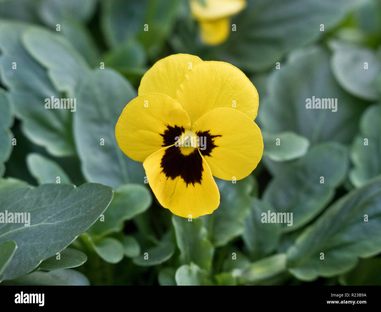 Violas in winter hires stock photography and images Alamy