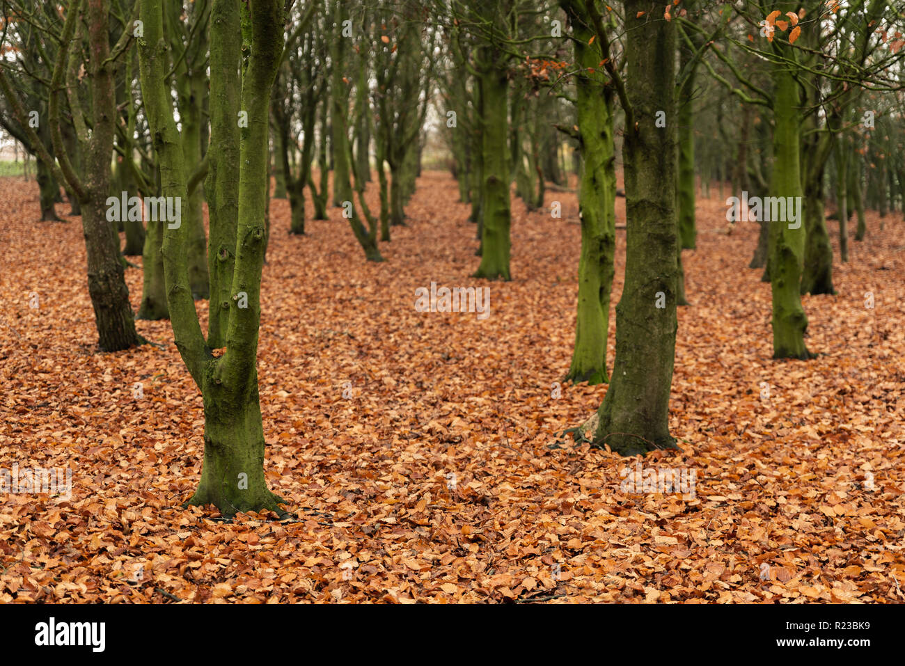 Mossy green trees and golden autumnal leaves at Park Hall Country Park, Staffordshire. Stock Photo