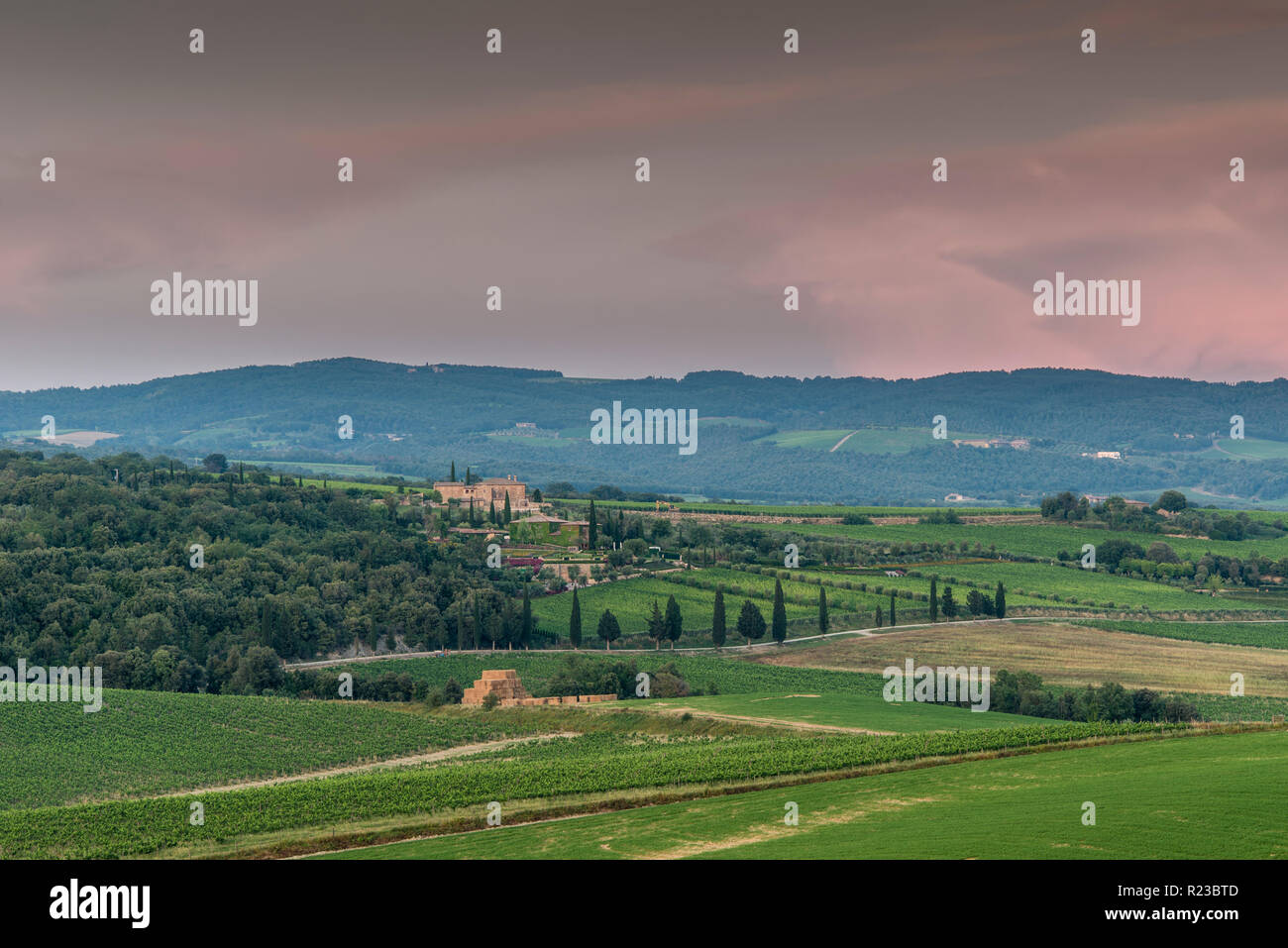 Vineyards in Camigliano, Tuscany, Italy Stock Photo