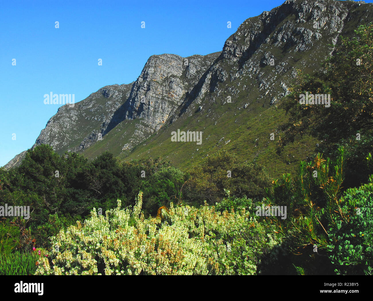 A beautiful landscape view of the mountains surrounding the Harold Porter Nation Botanical Gardens near Cape Town, South Africa. Stock Photo