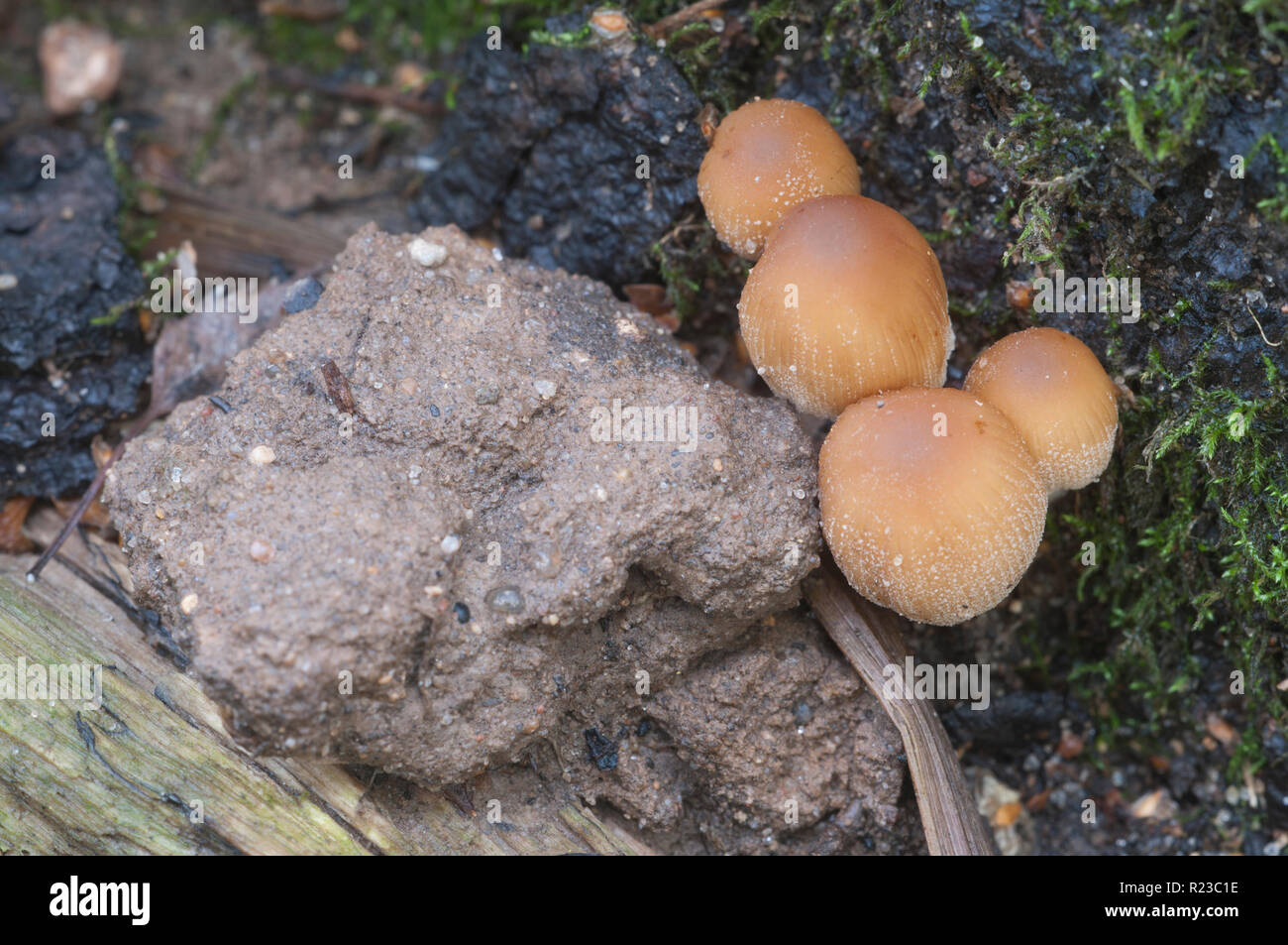 Coprinus micaceus mushroom near the tree, close up Stock Photo