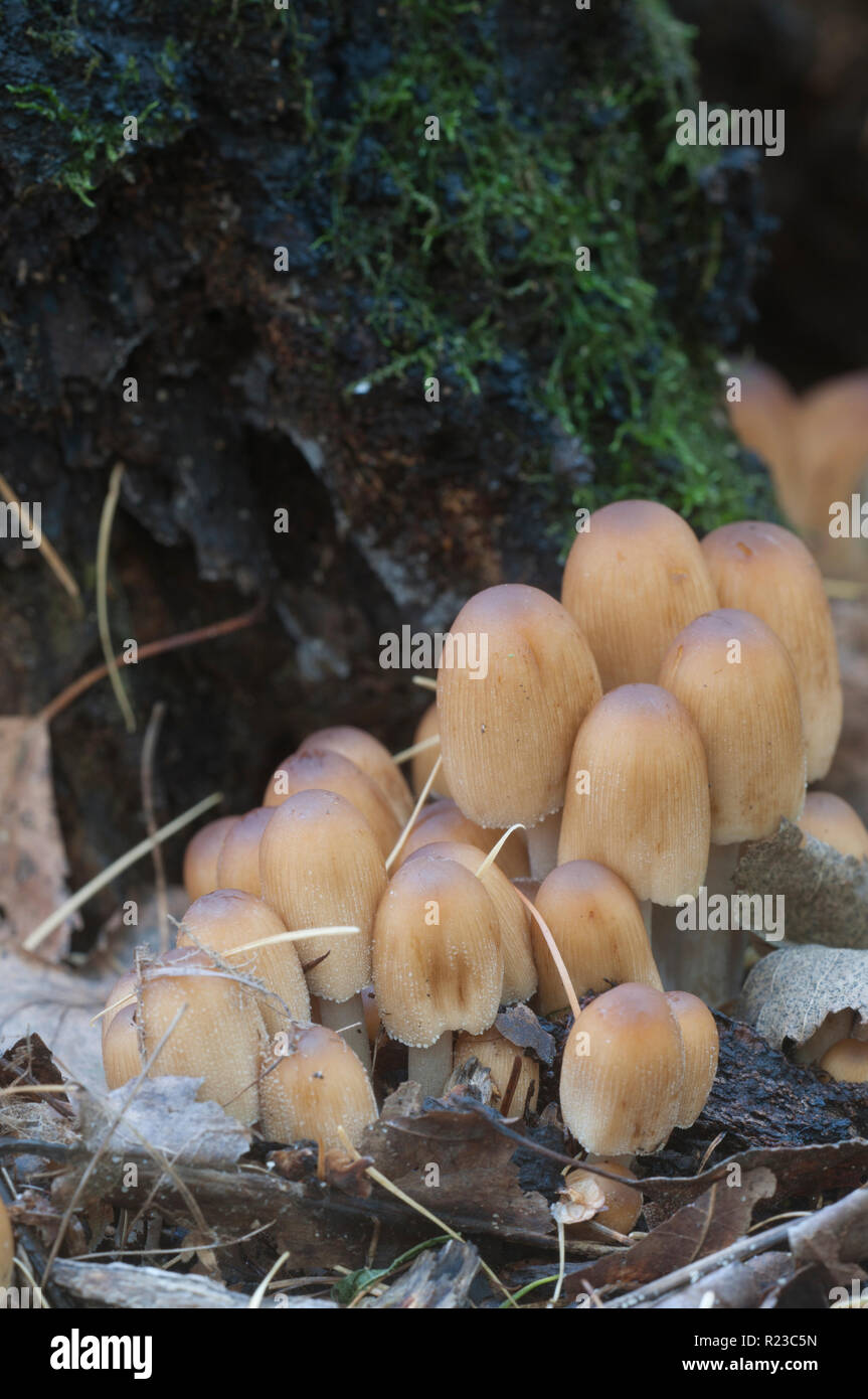 Coprinus micaceus mushroom near the tree, close up Stock Photo