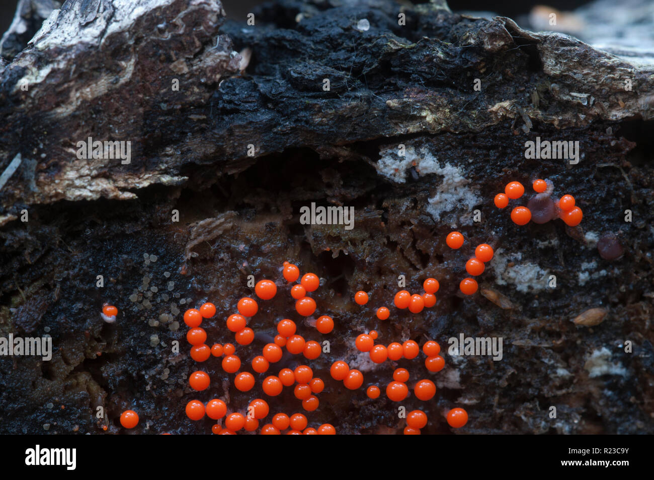 Mushrooms (slime mould Trichia decipiens )  on an old stump Stock Photo