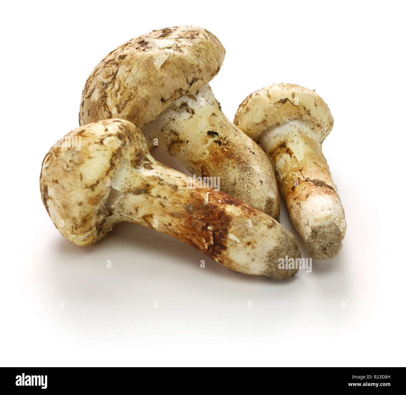 matsutake mushroom isolated on white background Stock Photo Alamy