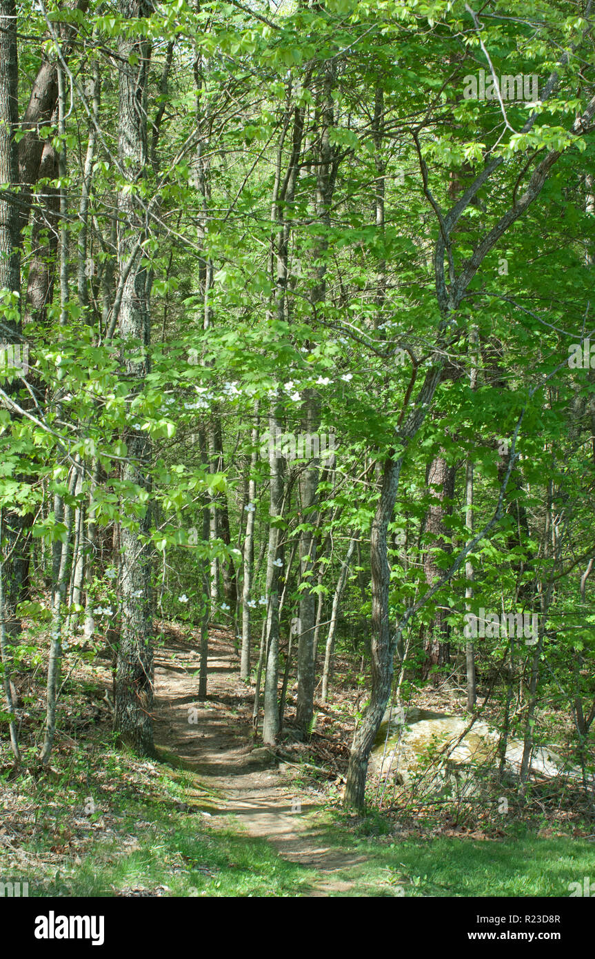 Thomas Walker Trail following Daniel Boone's route in Cumberland Gap. Digital photograph Stock