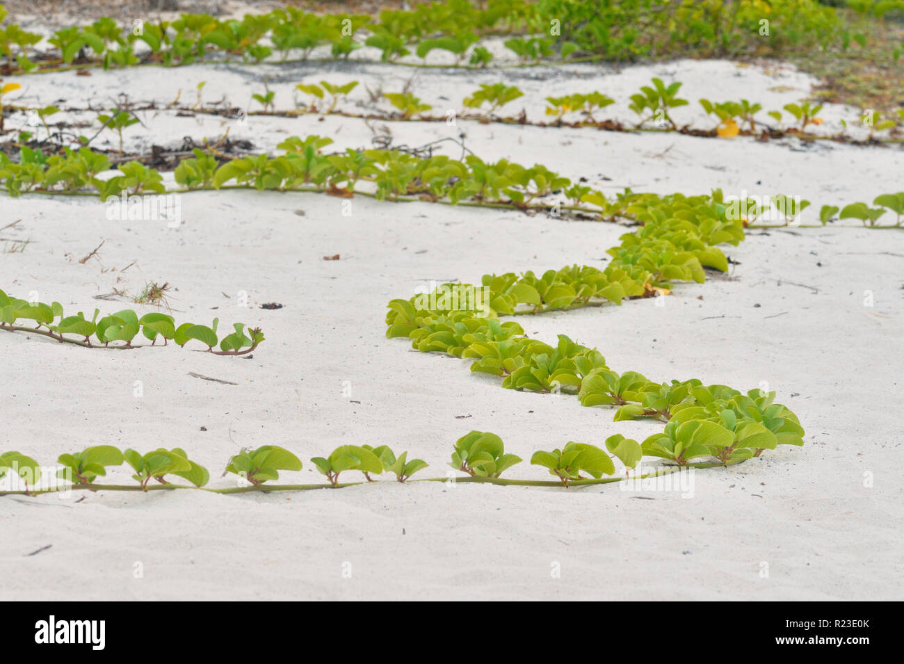 A vine on a sand beach, Galapagos Islands National Park, Espanola (Hood) Island, Gardner Bay, Ecuador Stock Photo