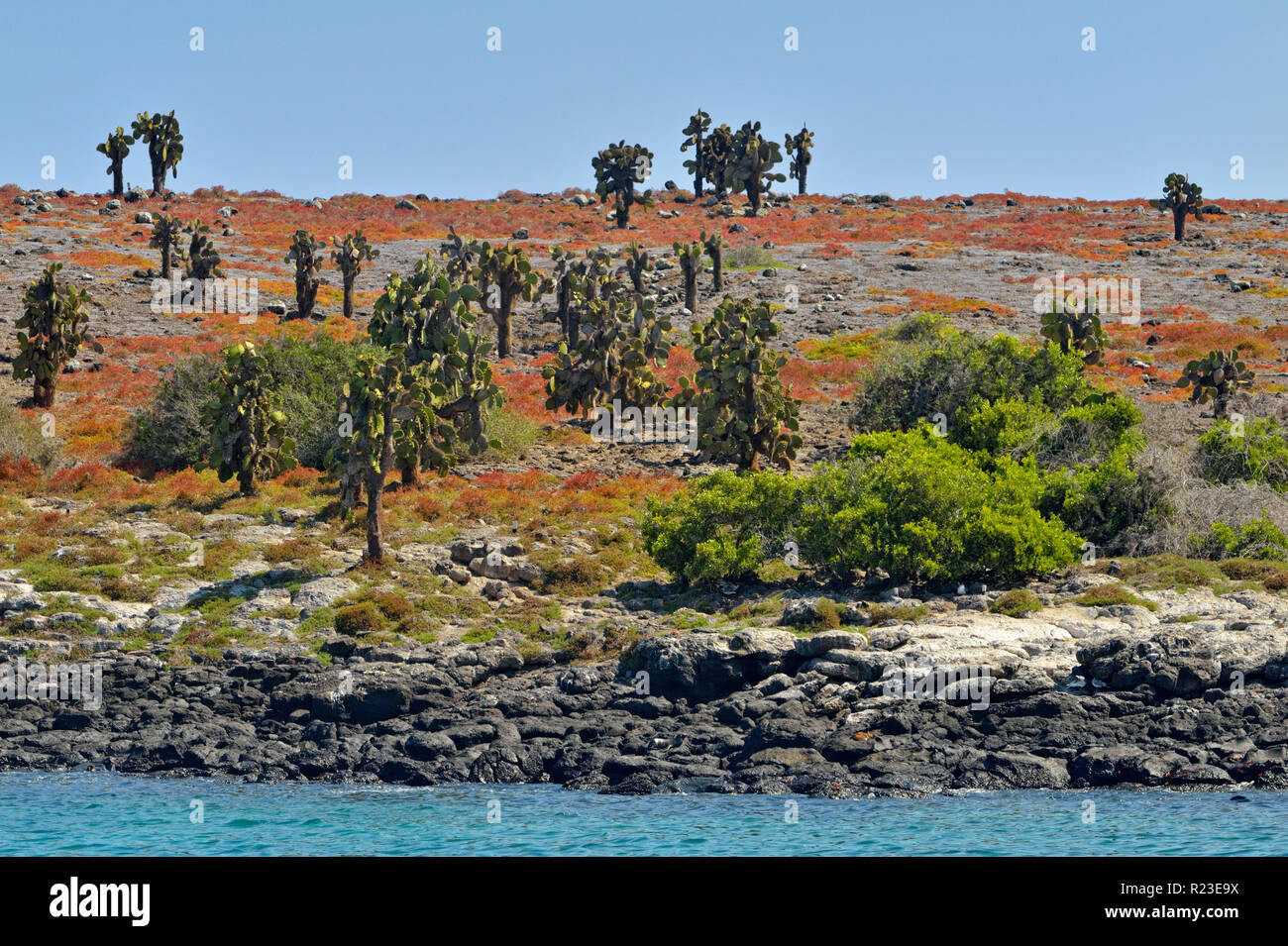 Tree cacti and portulaca on South Plaza Island, Galapagos Islands National Park, South Plaza Island, Ecuador Stock Photo