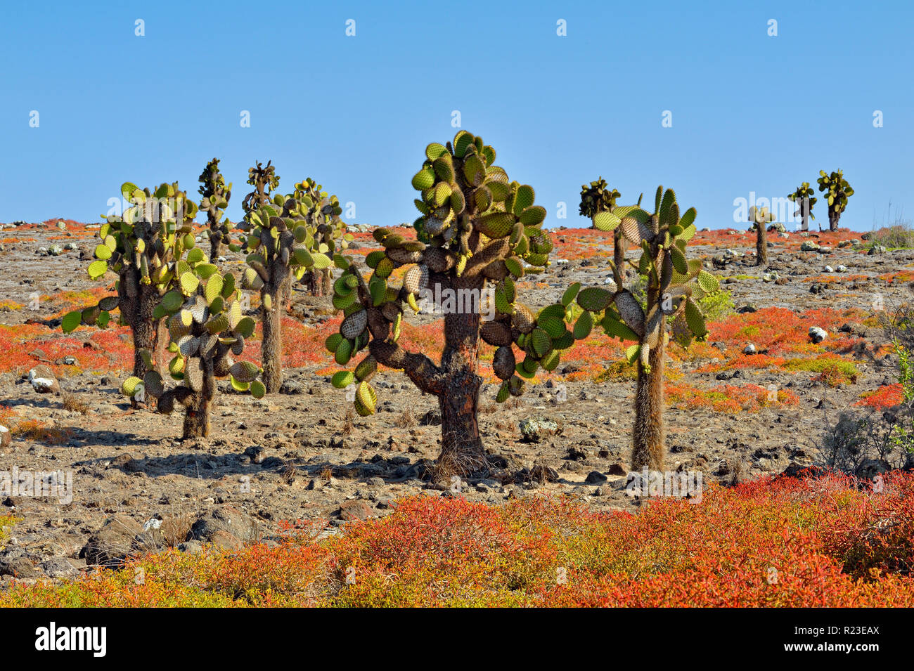 Tree cacti and portulaca on South Plaza Island, Galapagos Islands National Park, South Plaza Island, Ecuador Stock Photo