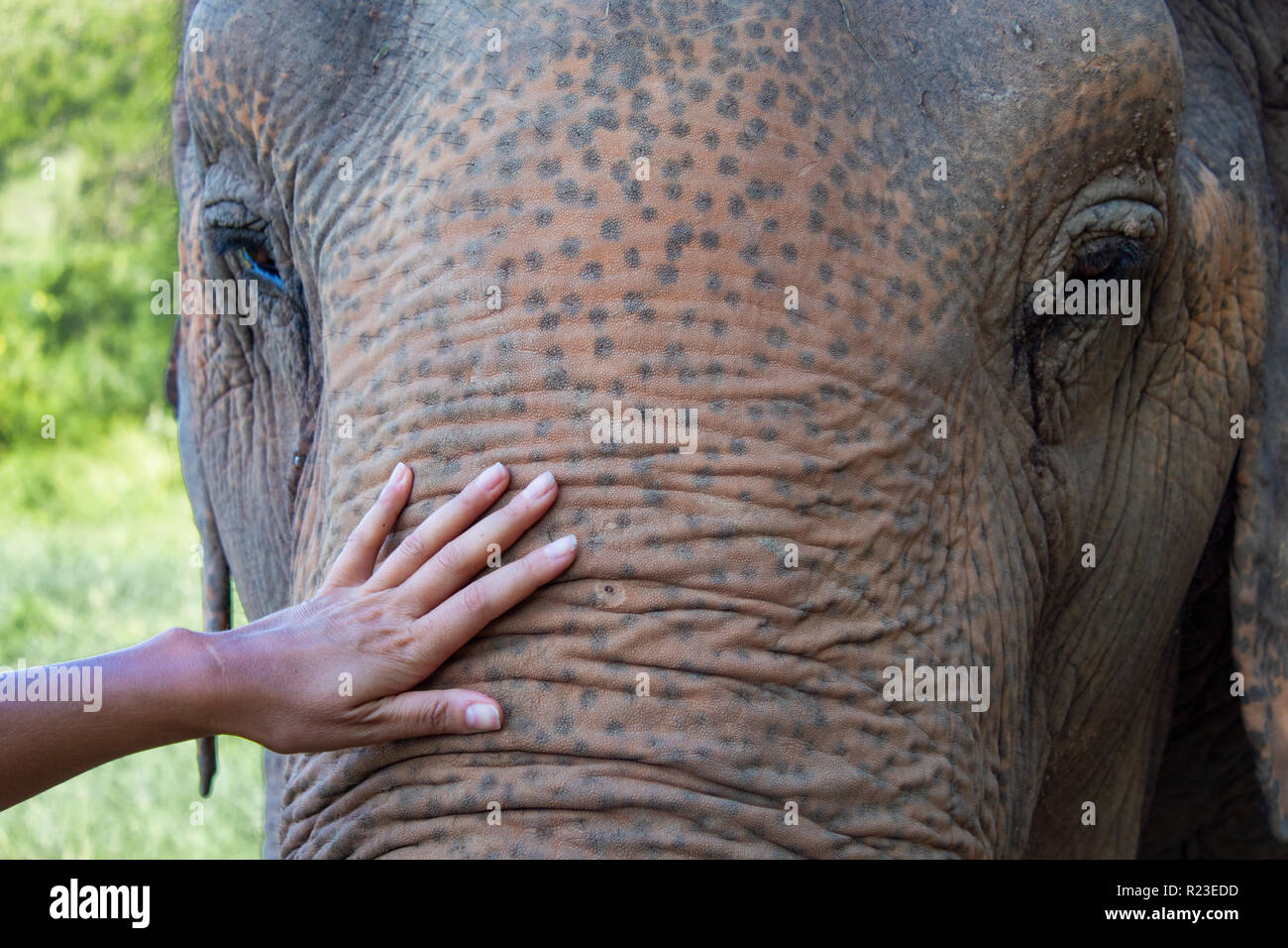 Female Hand touching Elephant’s Trunk Closeup Stock Photo
