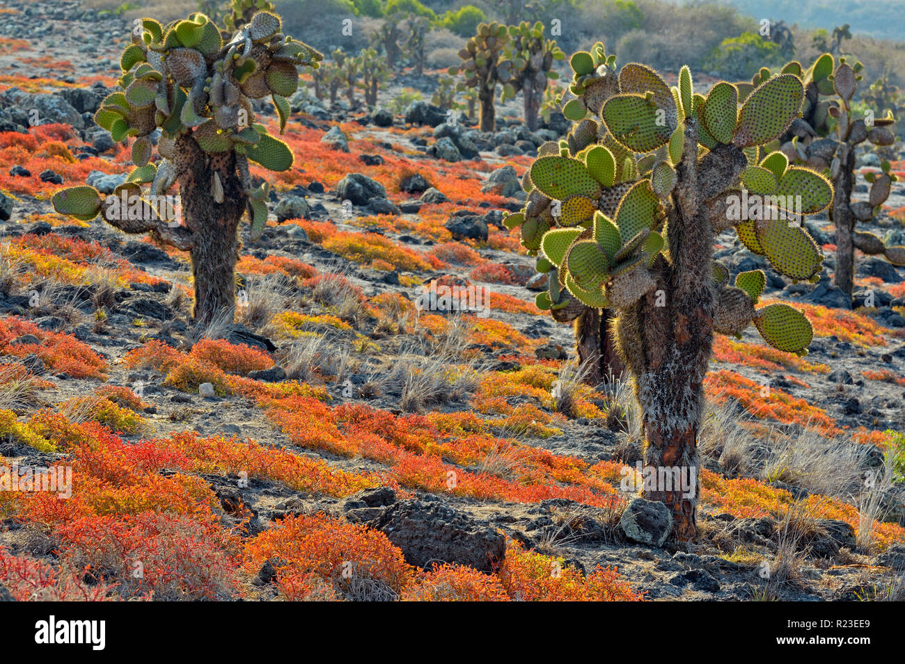 Tree cacti and portulaca on South Plaza Island, Galapagos Islands National Park, South Plaza Island, Ecuador Stock Photo