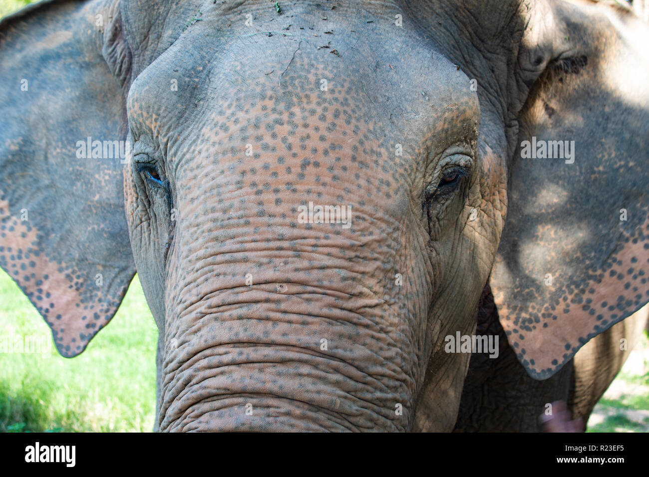 Elephant Closeup Stock Photo