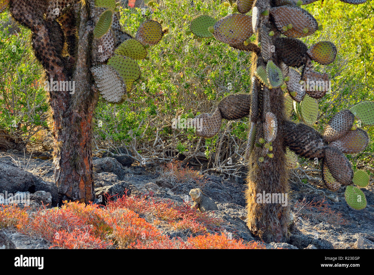 Tree cacti and portulaca on South Plaza Island, Galapagos Islands National Park, South Plaza Island, Ecuador Stock Photo