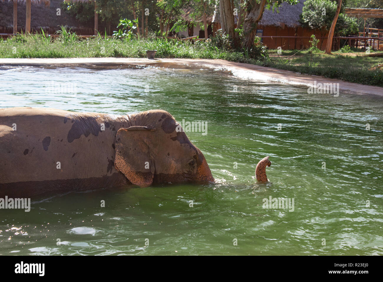 Elephant taking a Bath in glistening Sunlight Stock Photo