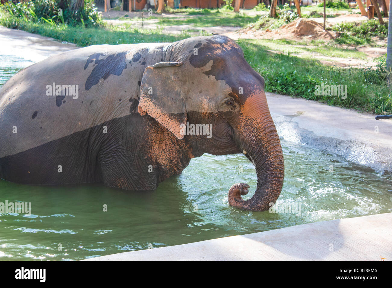Elephant taking a Bath in glistening Sunlight Stock Photo
