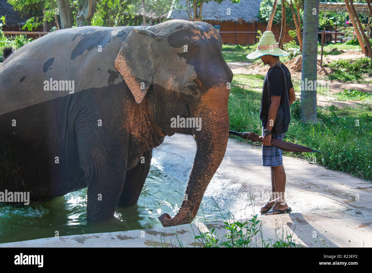 Elephant taking a Bath in glistening Sunlight Stock Photo