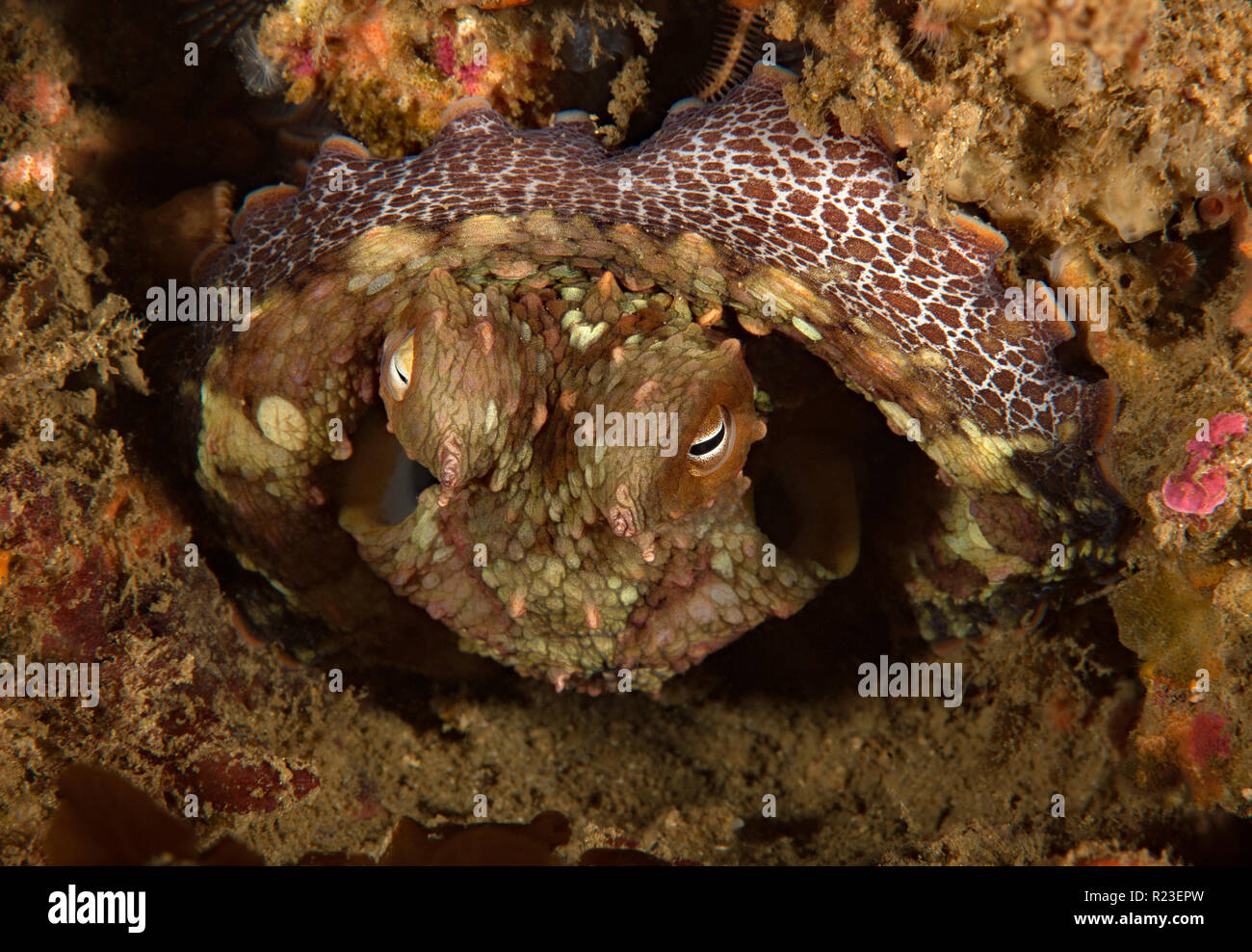 Octopus bimaculoides, California Two-spot Octopus Stock Photo