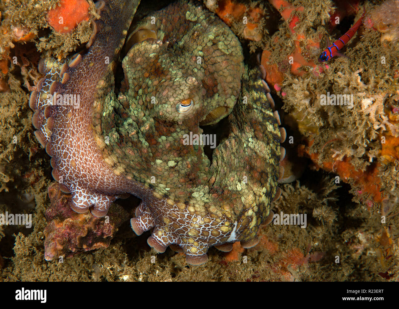 Octopus bimaculoides, California Twospot Octopus Stock Photo Alamy