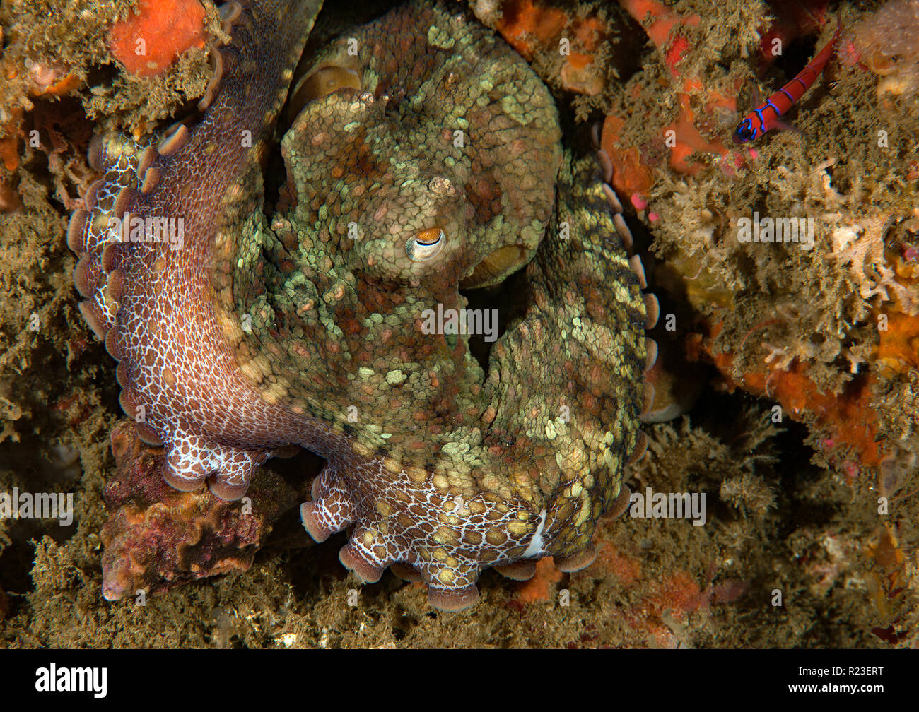 Octopus bimaculoides, California Two-spot Octopus Stock Photo