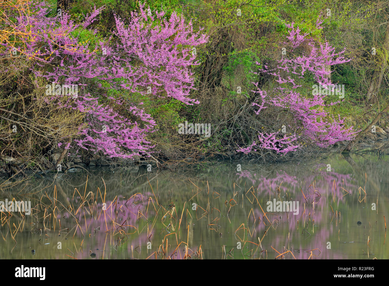 American redbud trees hires stock photography and images Alamy