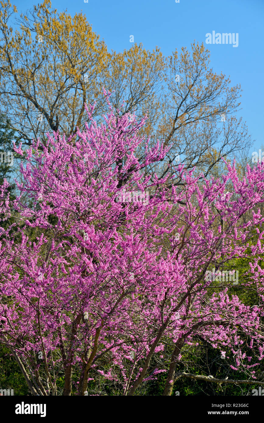 Redbud in bloom, Hartville, Missouri, USA Stock Photo