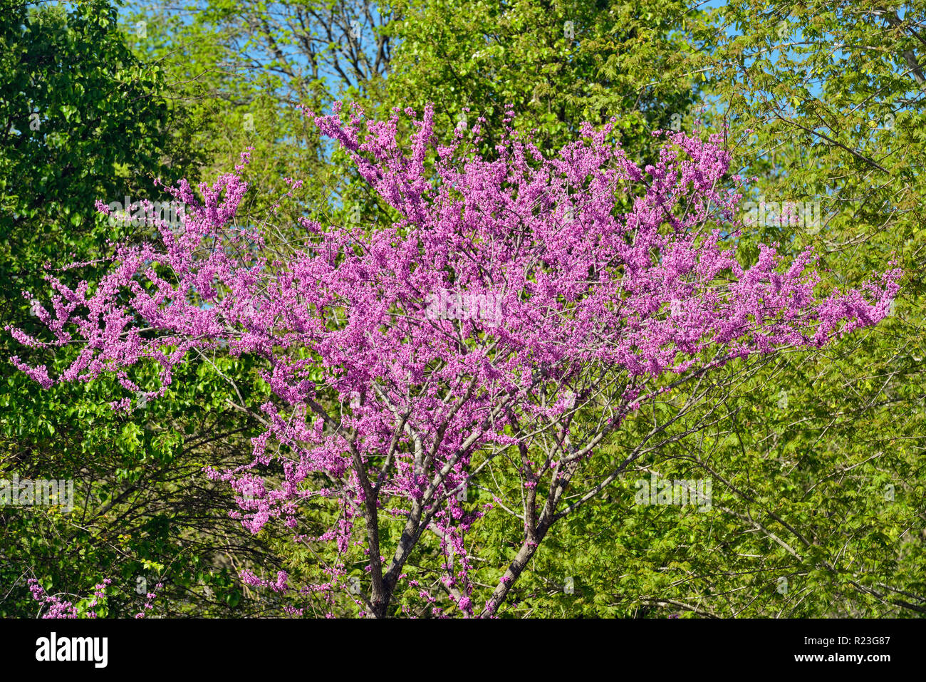 Redbud in bloom, Hartville, Missouri, USA Stock Photo