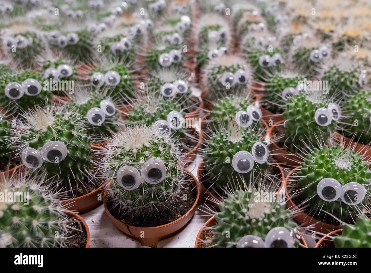A lot of cacti with eyes glued to them staring at you Stock Photo Alamy