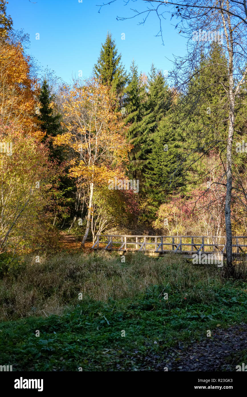 wooden and composite material foot bridge over water in green summer forest surroundings with