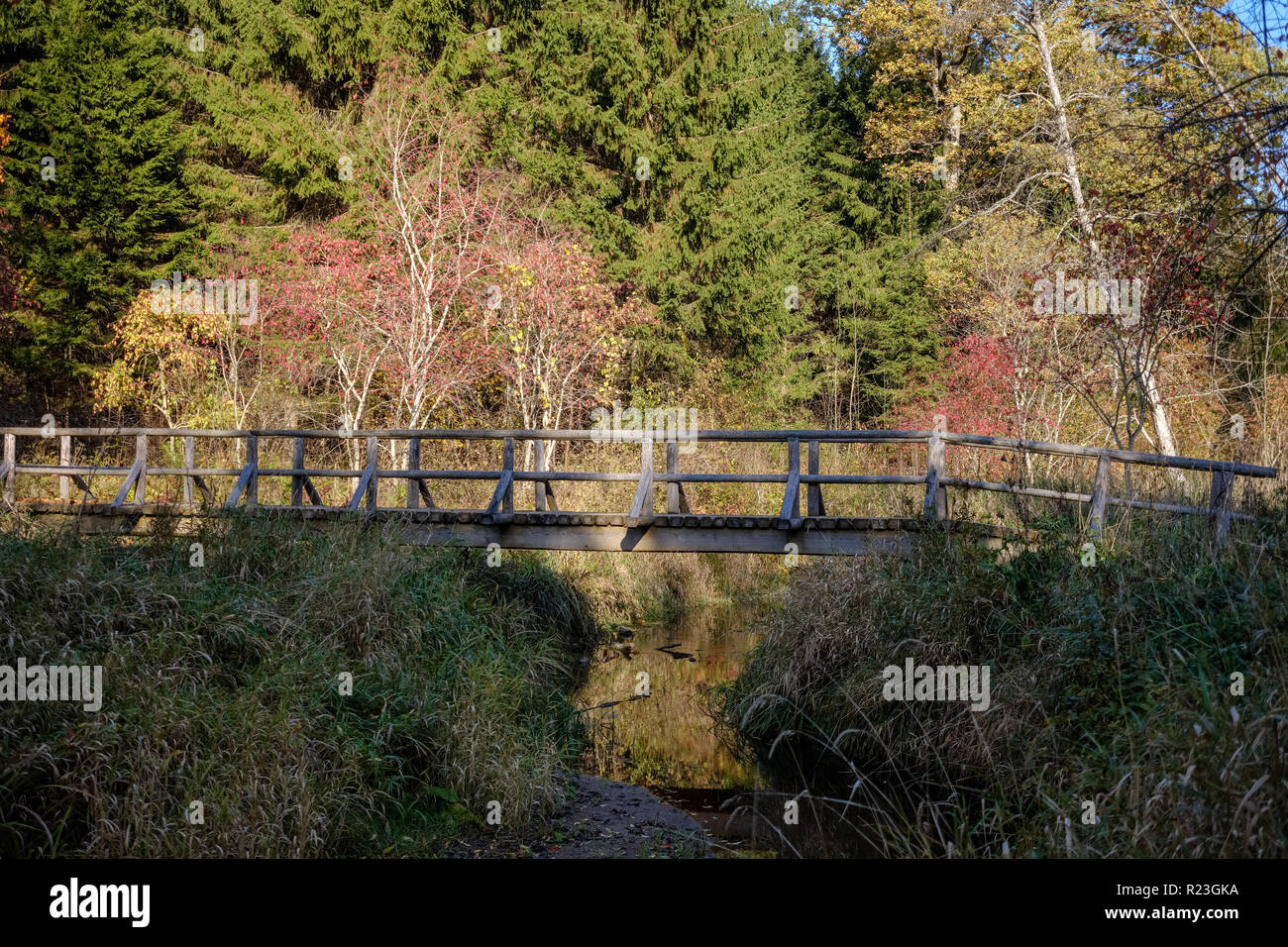 wooden and composite material foot bridge over water in green summer forest surroundings with