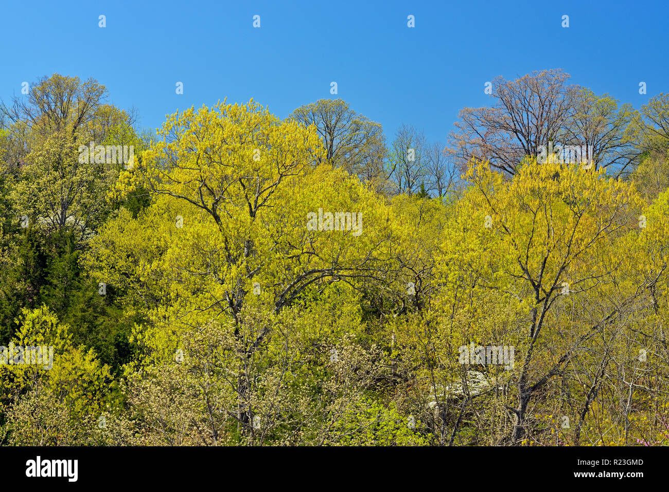 Spring foliage leafing out in deciduous trees, Ava, Missouri, USA Stock Photo